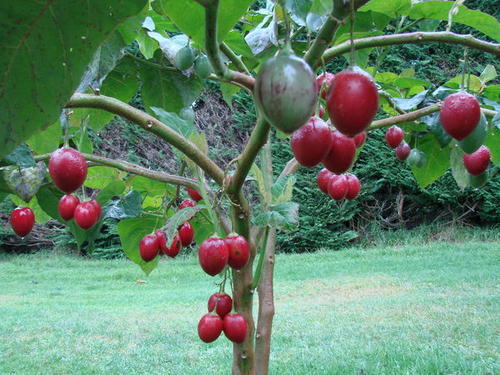 Tree Tomato